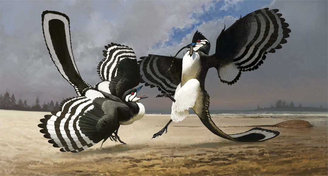 Dois Archaeopteryx brigando. Reprodução do Field Museum em: https://www.fieldmuseum.org/exhibition/meet-the-chicago-archaeopteryx).